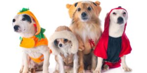 Tiny Marvels Exploring the World of the Smallest Dogs