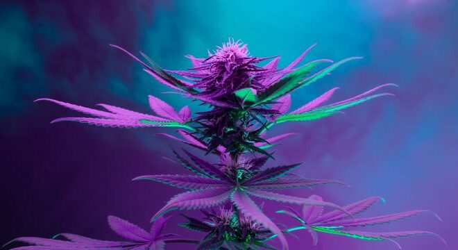 The Ultimate Guide to Premium Cannabis Flower: Unraveling the Mysteries