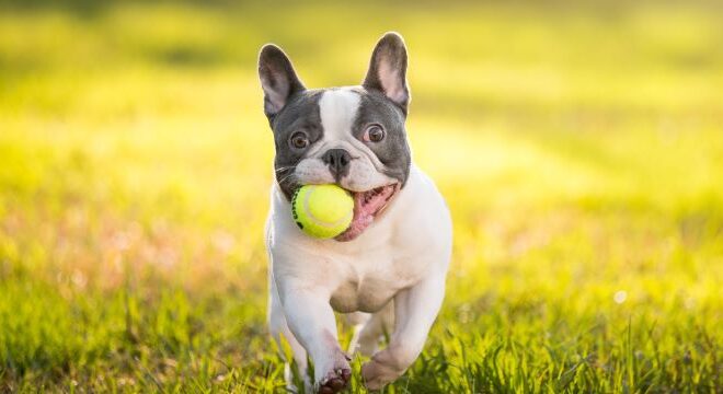 Understanding the French Bulldog: A Guideline for Potential Owners