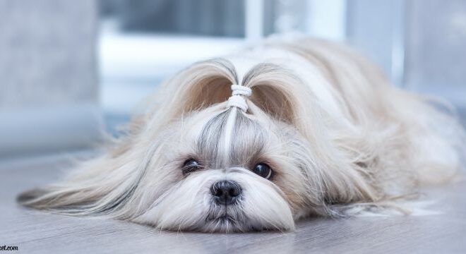 A Comprehensive Guide to Canine Coat Care: Essentials for Healthy Fur