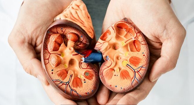 Joy's Ticket The Future of Kidney Health: Insights into APO L1-Mediated Diseases