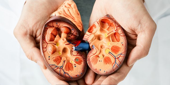 Joy's Ticket The Future of Kidney Health: Insights into APO L1-Mediated Diseases