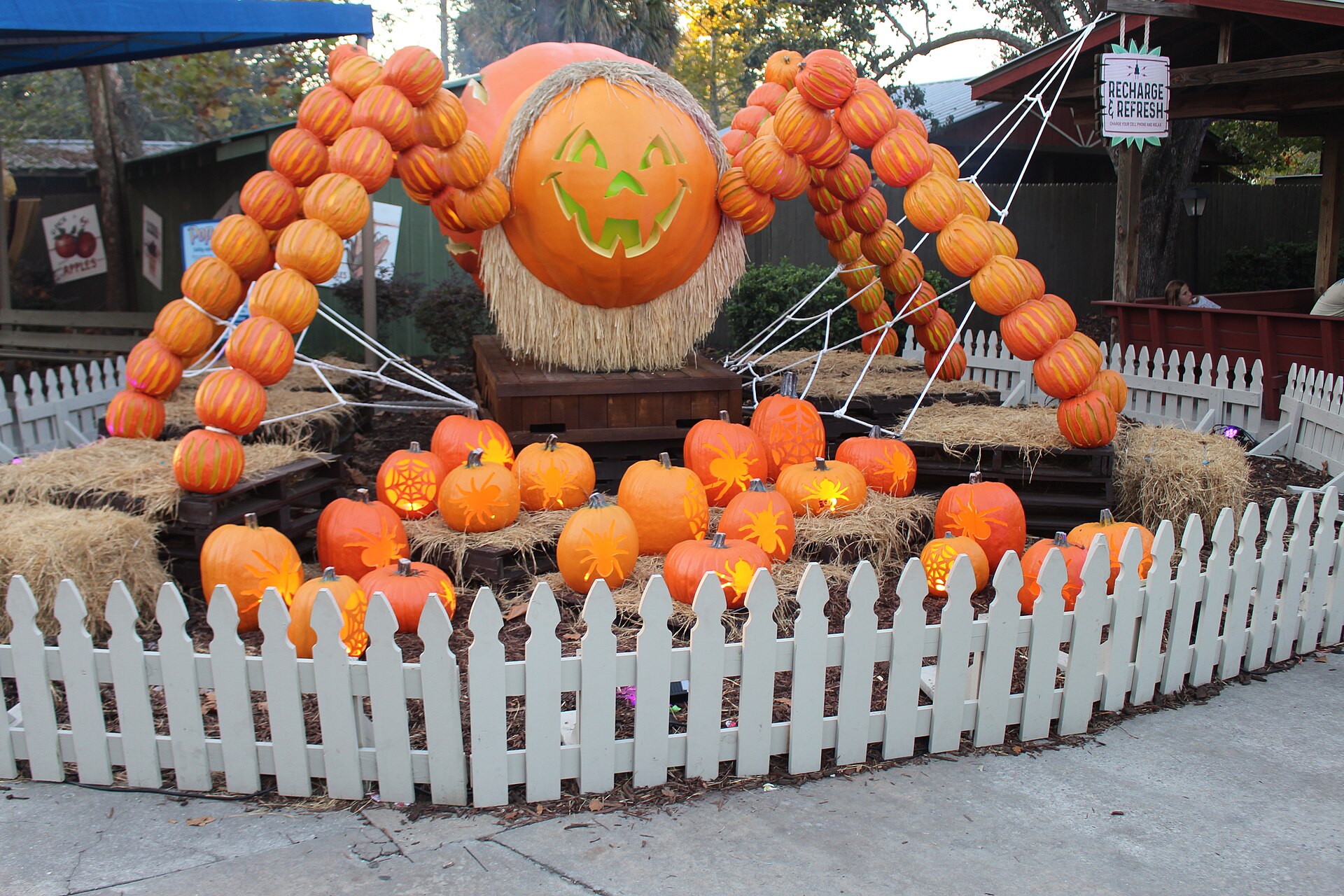 Rows of carved, glowing jack-o-lanterns at a Halloween display