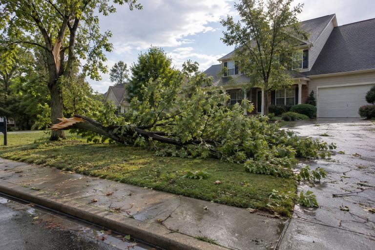 tree damage